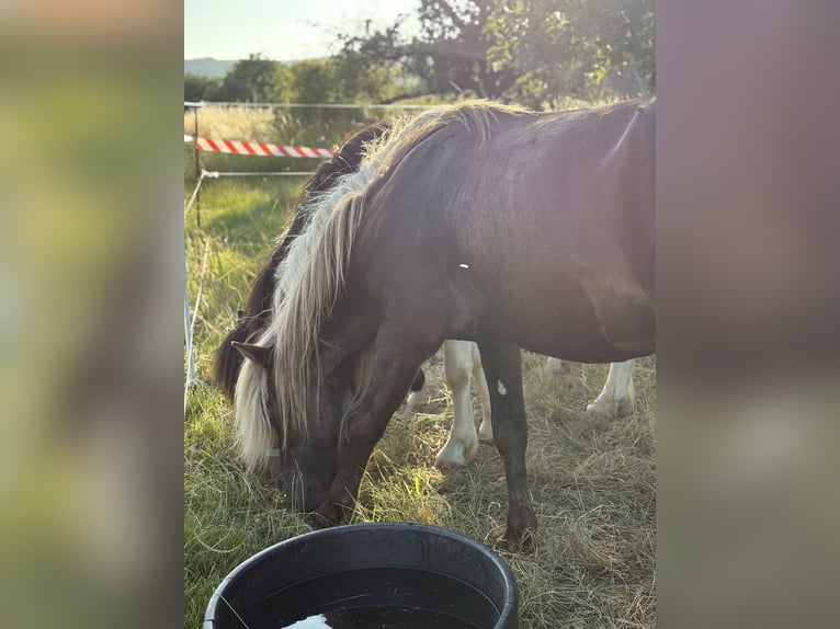Icelandic Horse Gelding 5 years 14,1 hh in Rosbach vor der H&#xF6;he Ober-RosbachRosbach