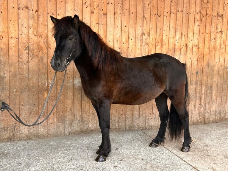 Icelandic Horse Gelding 5 years 14,2 hh Black in Wehrheim