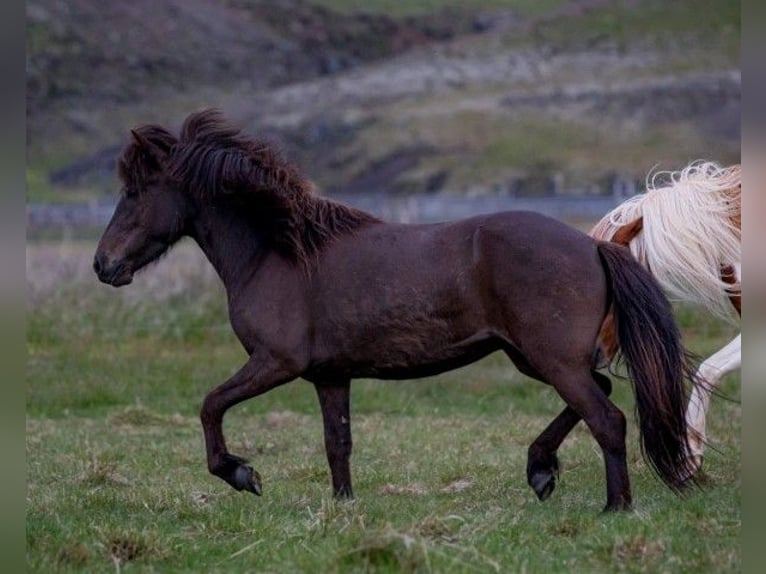 Icelandic Horse Gelding 5 years Black in Kirkjubæjarklaustur