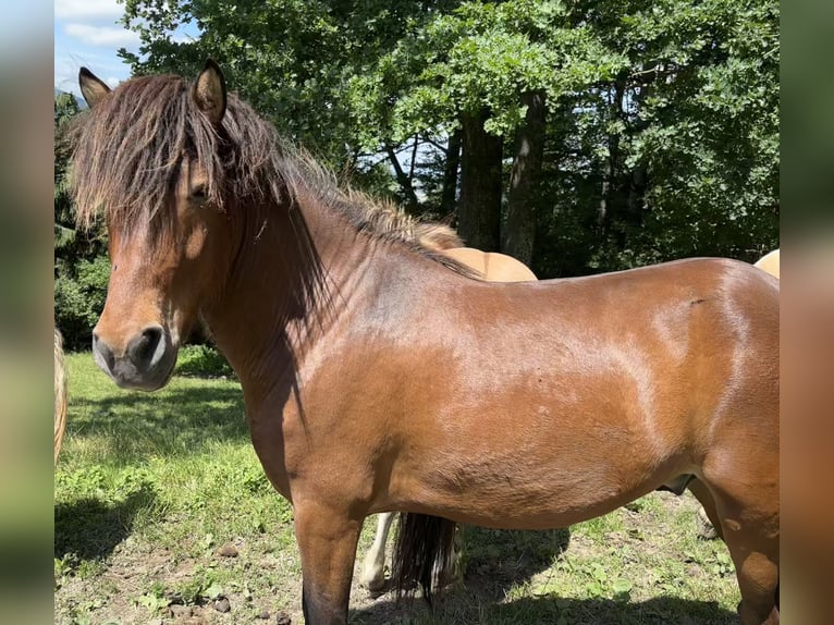 Icelandic Horse Gelding 5 years Brown in Weistrach