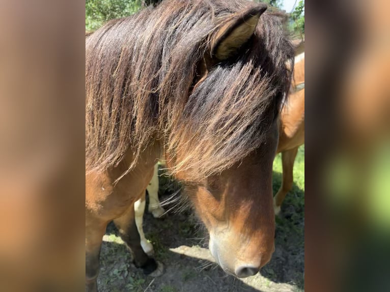 Icelandic Horse Gelding 5 years Brown in Weistrach