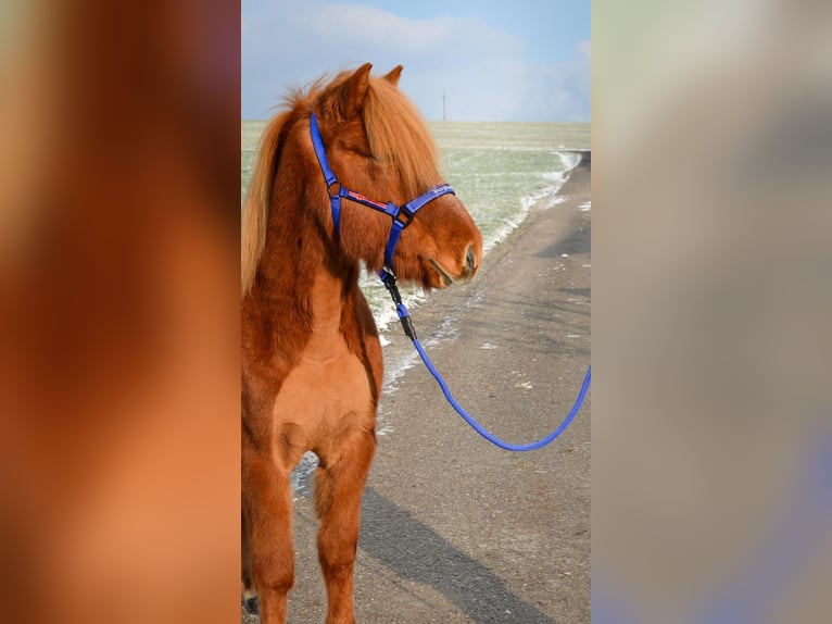Icelandic Horse Gelding 5 years Chestnut-Red in Stra&#xDF;walchen