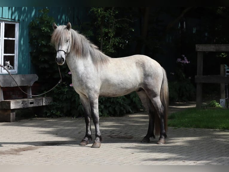 Icelandic Horse Gelding 5 years Grey in Farven