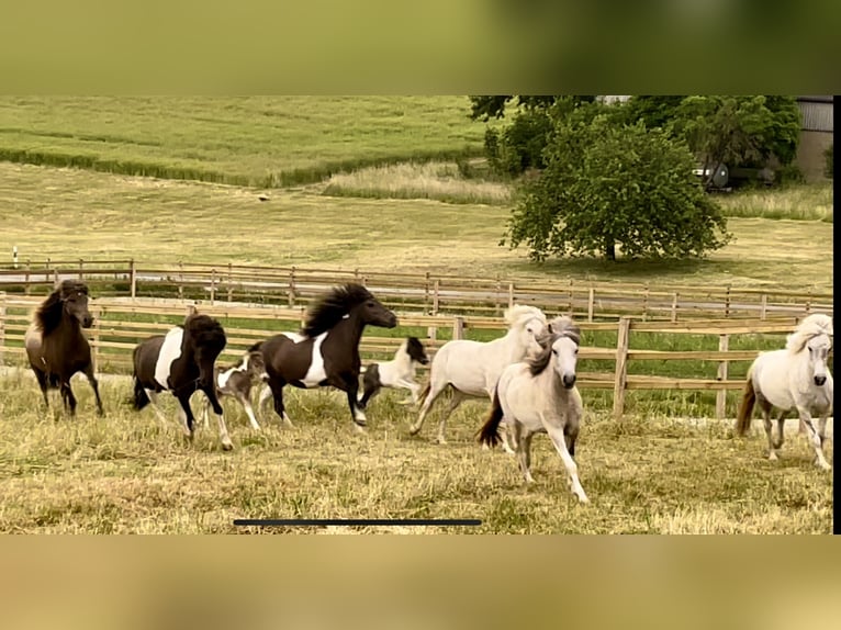 Icelandic Horse Gelding 5 years  in Seesbach