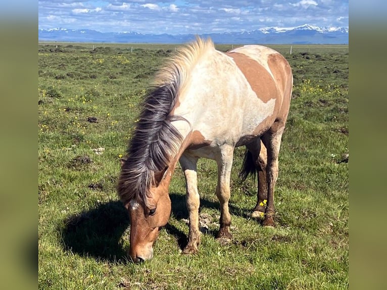 Icelandic Horse Gelding 5 years Pinto in Südisland