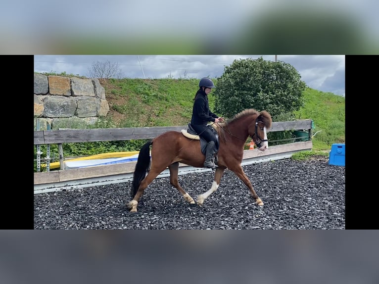 Icelandic Horse Gelding 5 years Pinto in Weiskirchen