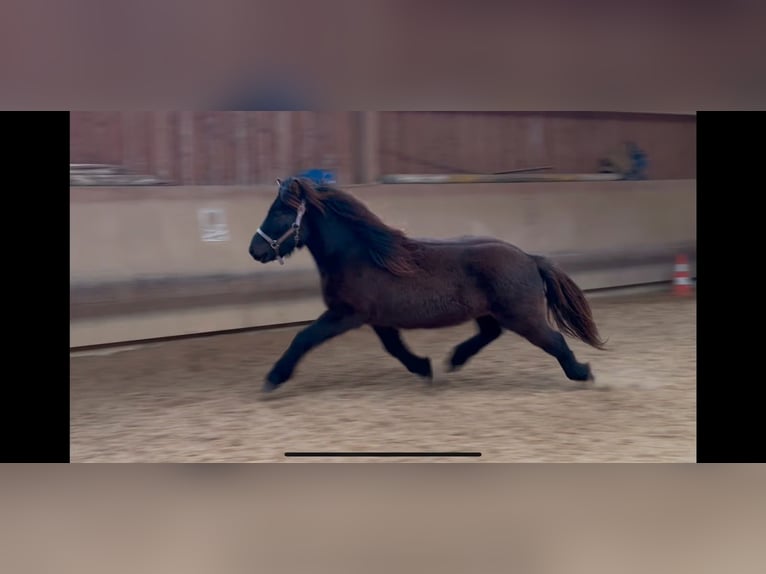 Icelandic Horse Gelding 6 years 12,3 hh Black in Fronreute