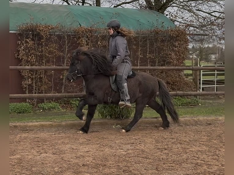 Icelandic Horse Gelding 6 years 12,3 hh Black in Fronreute