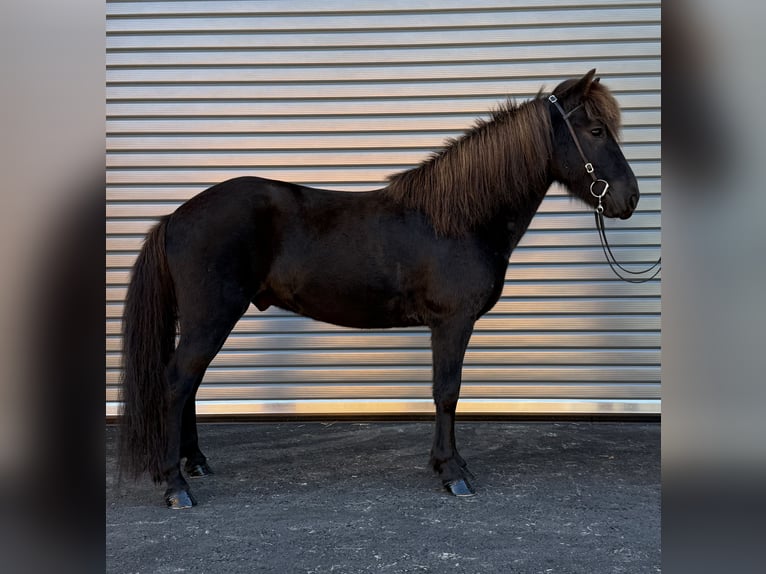 Icelandic Horse Gelding 6 years 13.1 hh Black in Mining