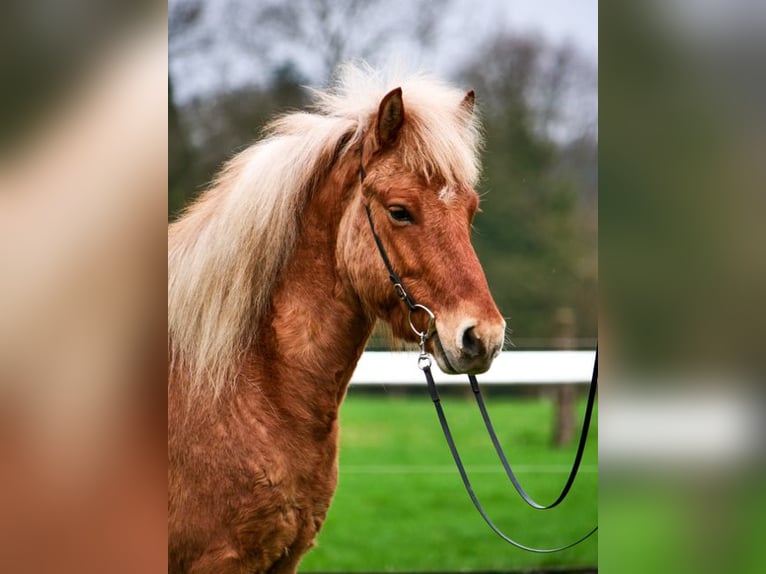 Icelandic Horse Gelding 6 years 13,1 hh Dun in Stapelfeld