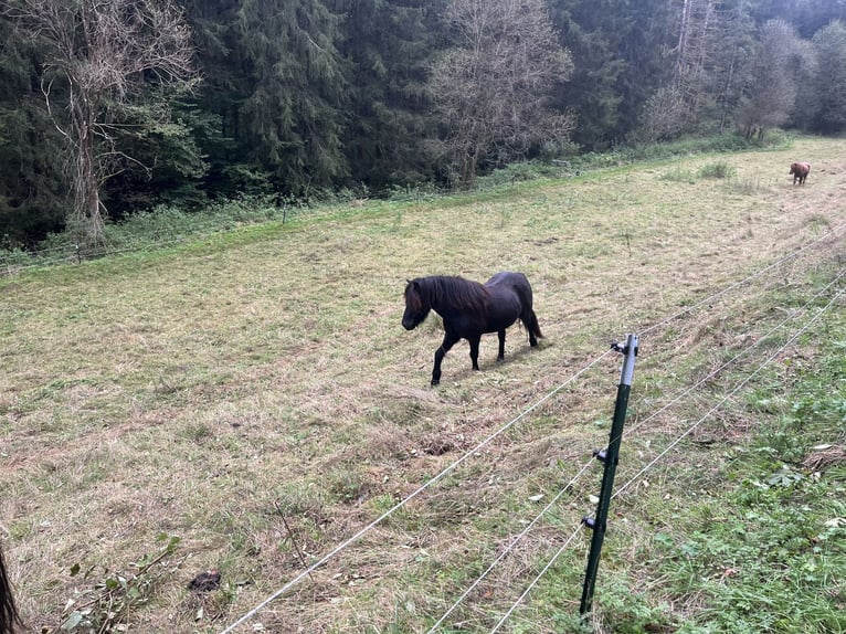 Icelandic Horse Gelding 6 years 13,2 hh Black in Pfalzgrafenweiler