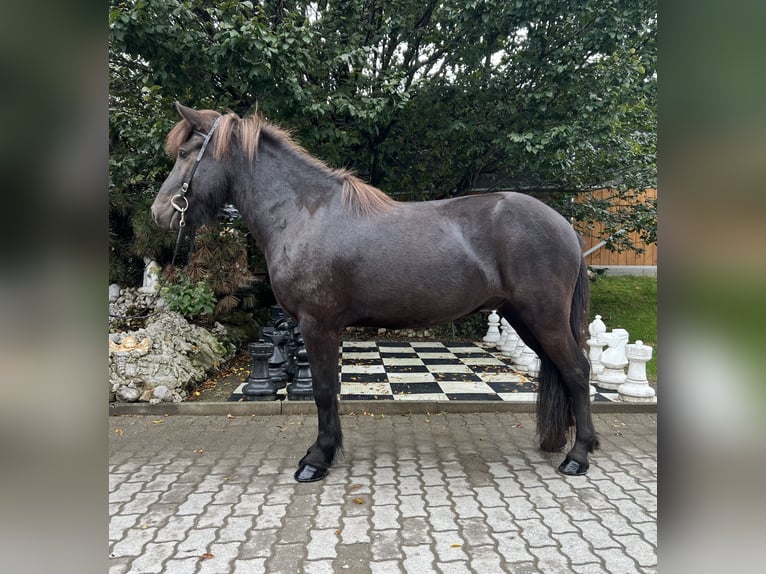 Icelandic Horse Gelding 6 years 13,2 hh Black in Lochen am See