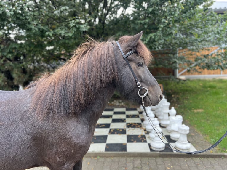 Icelandic Horse Gelding 6 years 13,2 hh Black in Lochen am See