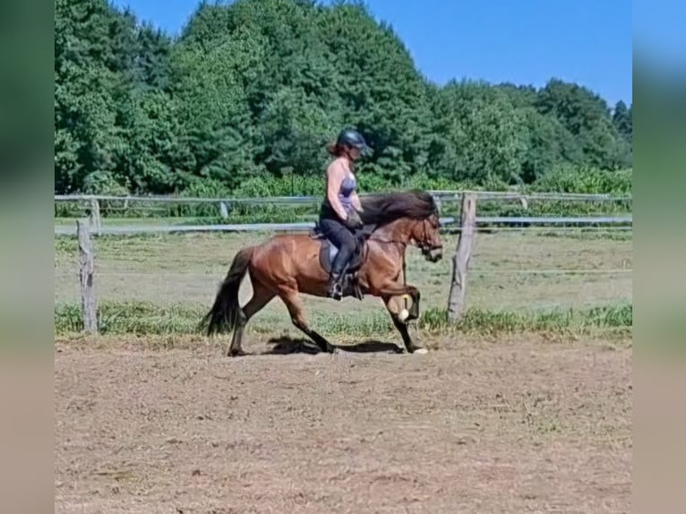 Icelandic Horse Gelding 6 years 13.2 hh Brown in Egestorf-Sahrendorf
