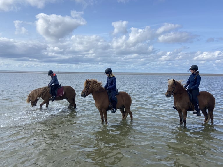 Icelandic Horse Gelding 6 years 13,2 hh Chestnut-Red in Ehndorf