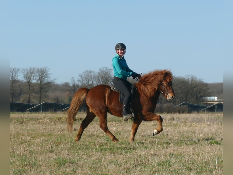 Icelandic Horse Gelding 6 years 13.2 hh Chestnut-Red in Euskirchen
