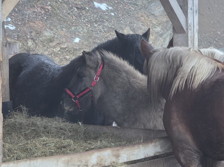 Icelandic Horse Gelding 6 years 13.2 hh Dun in Maishofen