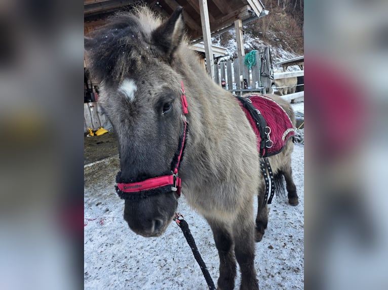 Icelandic Horse Gelding 6 years 13.2 hh Dun in Maishofen