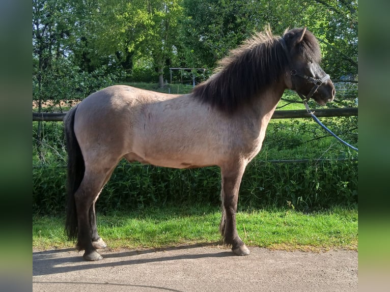 Icelandic Horse Gelding 6 years 13.2 hh Dun in Wiemersdorf
