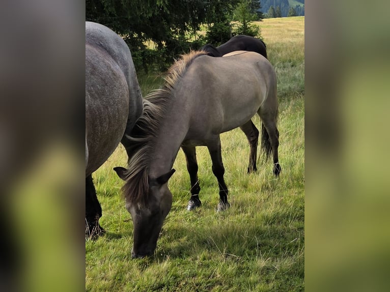 Icelandic Horse Gelding 6 years 13.2 hh Dun in Maishofen