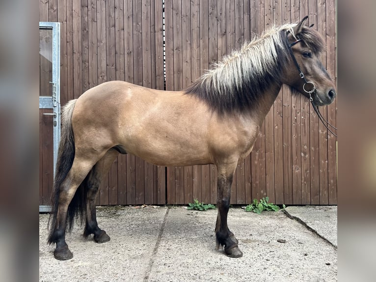 Icelandic Horse Gelding 6 years 13,2 hh Dun in Martfeld