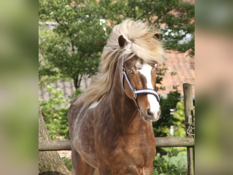 Icelandic Horse Gelding 6 years 13.2 hh Pinto in Harreveld