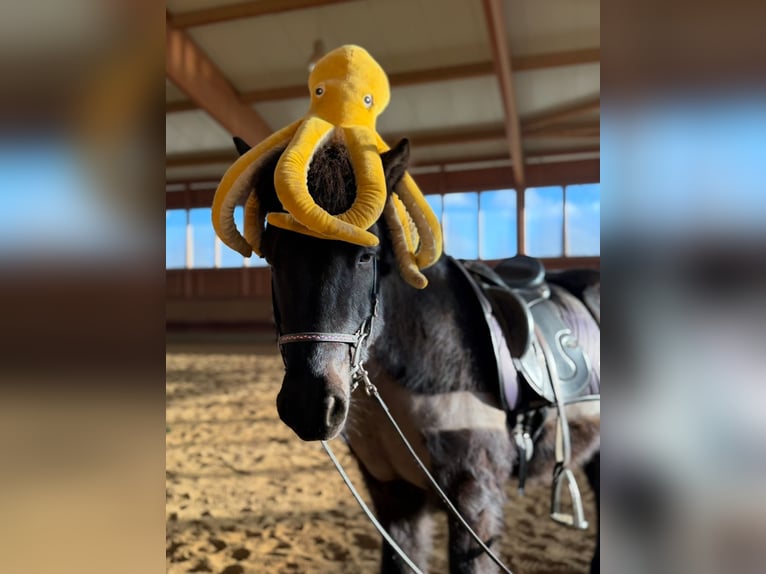 Icelandic Horse Gelding 6 years 13.3 hh Black in AchstettenAchstetten
