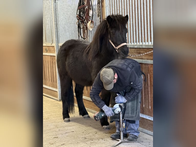 Icelandic Horse Gelding 6 years 13.3 hh Black in AchstettenAchstetten