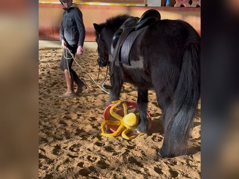 Icelandic Horse Gelding 6 years 13.3 hh Black in AchstettenAchstetten