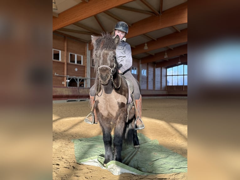Icelandic Horse Gelding 6 years 13.3 hh Black in AchstettenAchstetten