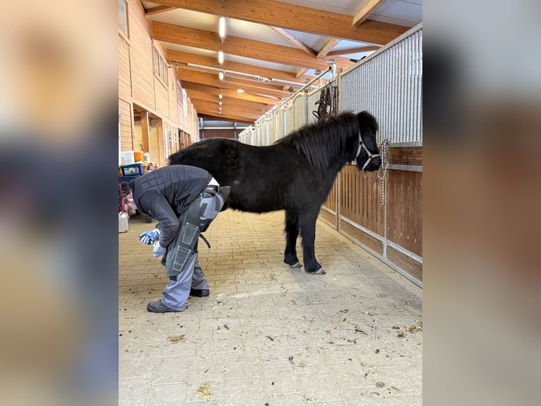 Icelandic Horse Gelding 6 years 13.3 hh Black in AchstettenAchstetten