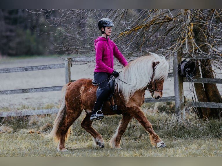 Icelandic Horse Gelding 6 years 13.3 hh Chestnut-Red in Taufkirchen an der Trattnach
