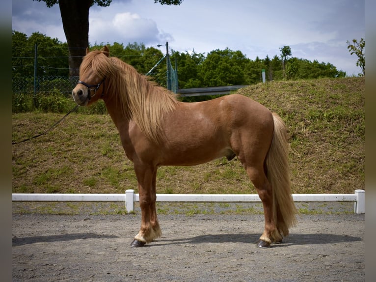 Icelandic Horse Gelding 6 years 13.3 hh Chestnut-Red in Wermelskirchen