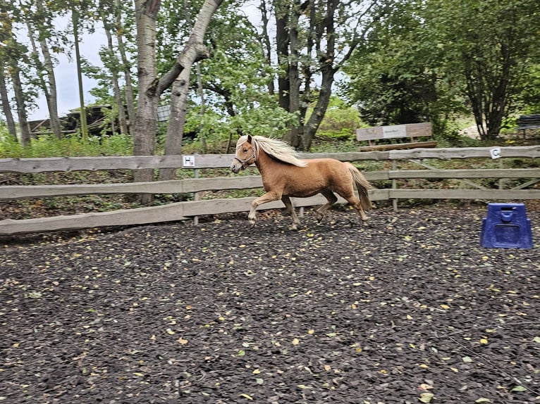 Icelandic Horse Mix Gelding 6 years 13,3 hh Chestnut-Red in Haselbachtal