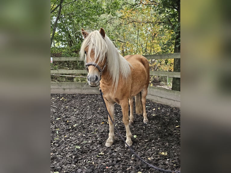 Icelandic Horse Mix Gelding 6 years 13,3 hh Chestnut-Red in Haselbachtal