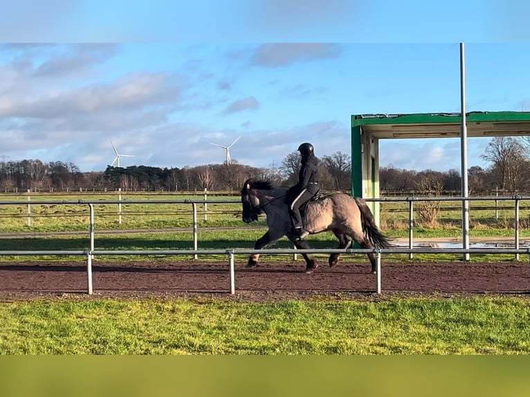 Icelandic Horse Gelding 6 years 13,3 hh Dun in Soltau