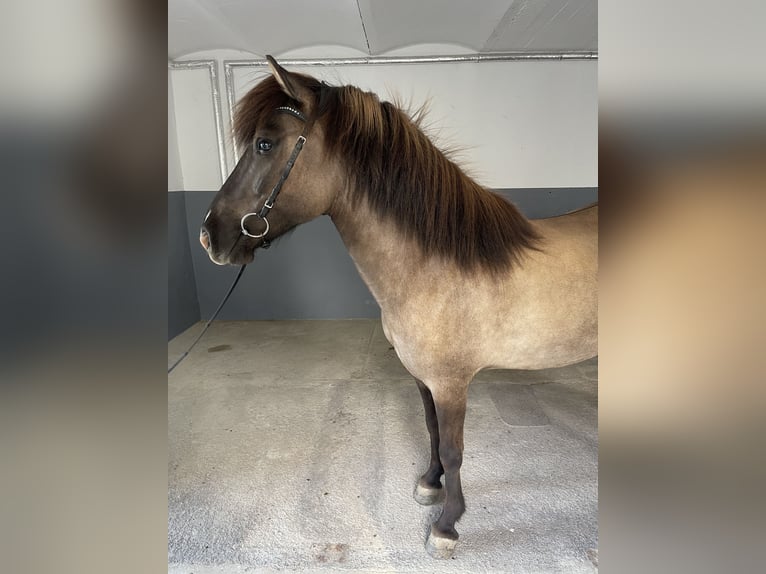 Icelandic Horse Gelding 6 years 13.3 hh Dun in Polch