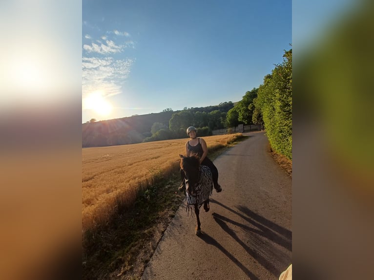 Icelandic Horse Gelding 6 years 13.3 hh Dun in Polch