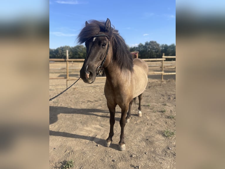 Icelandic Horse Gelding 6 years 13.3 hh Dun in Polch