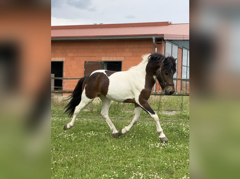 Icelandic Horse Gelding 6 years 13,3 hh Pinto in Bücken