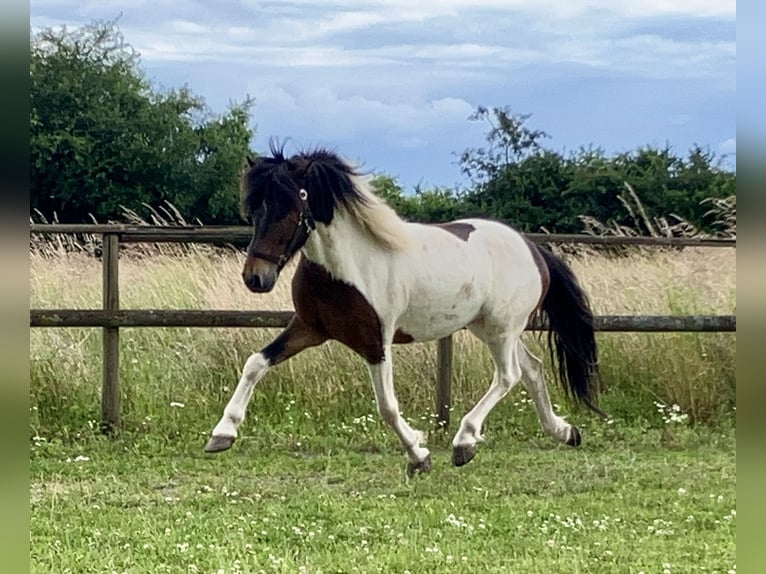 Icelandic Horse Gelding 6 years 13,3 hh Pinto in Bücken