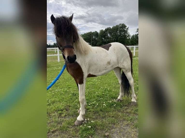 Icelandic Horse Gelding 6 years 13,3 hh Pinto in B&#xFC;cken