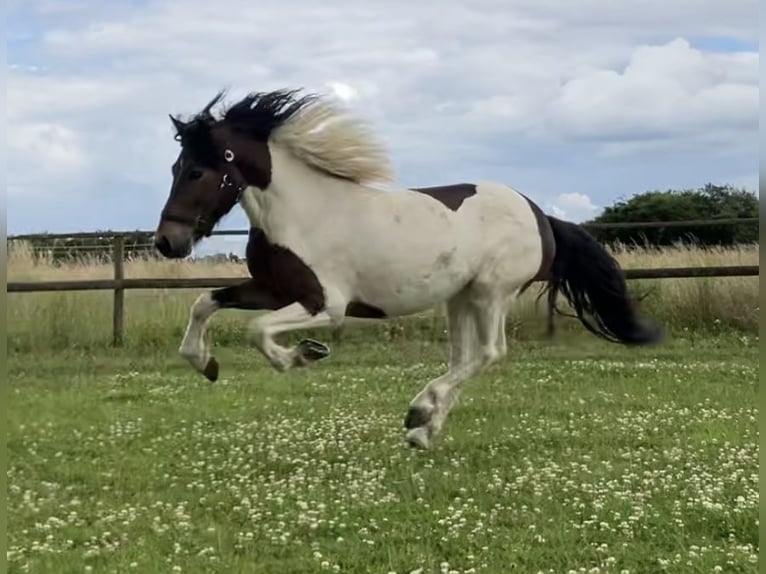 Icelandic Horse Gelding 6 years 13,3 hh Pinto in B&#xFC;cken