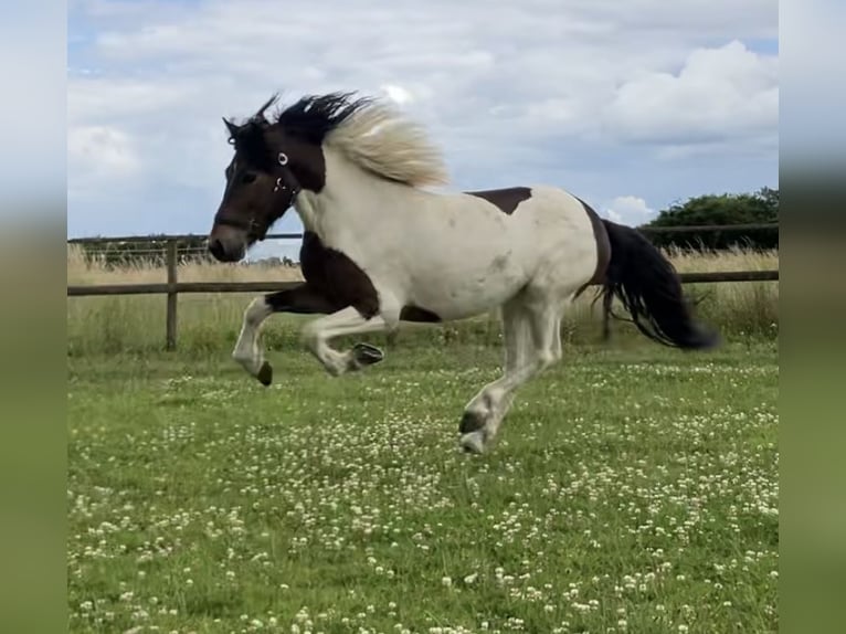 Icelandic Horse Gelding 6 years 13,3 hh Pinto in Bücken