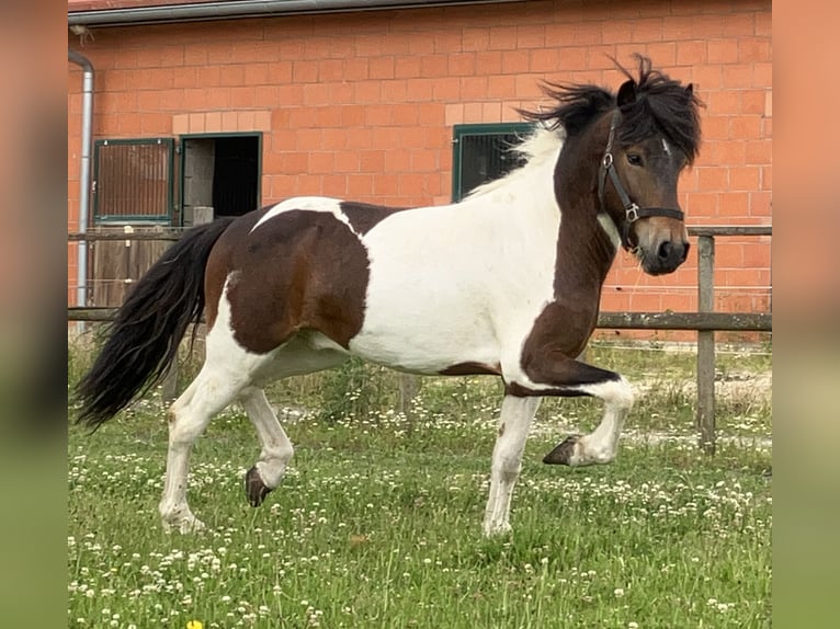 Icelandic Horse Gelding 6 years 13,3 hh Pinto in Bücken