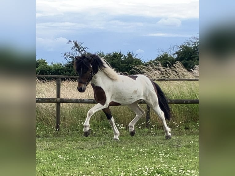 Icelandic Horse Gelding 6 years 13,3 hh Pinto in Bücken