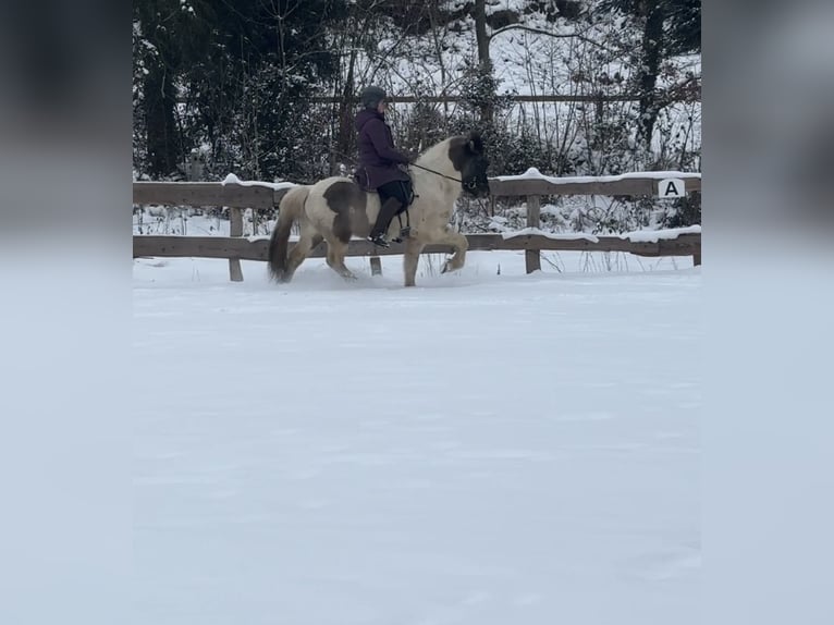 Icelandic Horse Gelding 6 years 13.3 hh Pinto in Lindlar