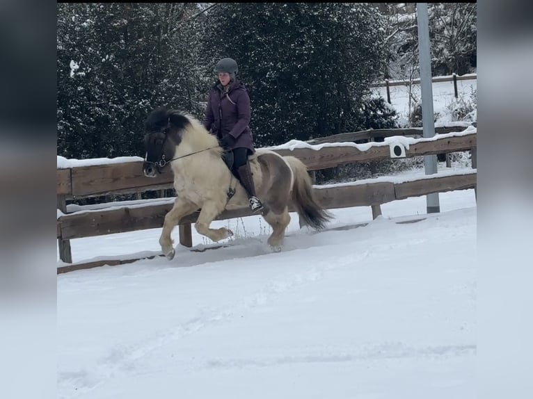Icelandic Horse Gelding 6 years 13.3 hh Pinto in Lindlar