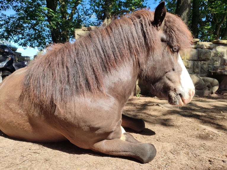 Icelandic Horse Gelding 6 years 13 hh Brown in Witten