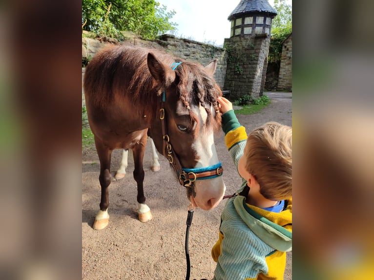 Icelandic Horse Gelding 6 years 13 hh Brown in Witten